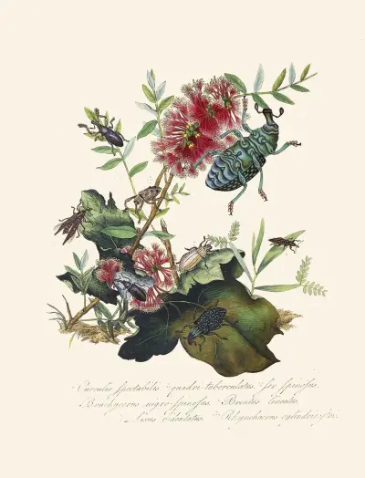 An epitome of the natural history of the insects of New Holland, New Zealand Pl.03 av Edward Donovan