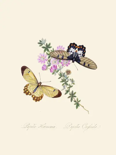 Ett sammandrag av naturhistorien över insekterna i Nya Holland, Nya Zeeland, pl. 11 av Edward Donovan