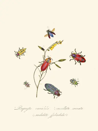 An epitome of the natural history of the insects of New Holland, New Zealand Pl.06 av Edward Donovan
