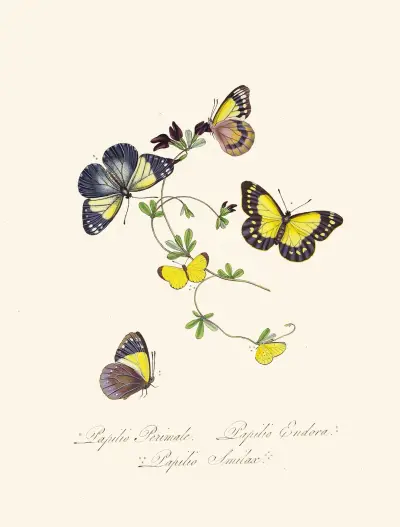 An epitome of the natural history of the insects of New Holland, New Zealand Pl.19 av Edward Donovan