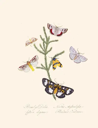 An epitome of the natural history of the insects of New Holland, New Zealand Pl.35 av Edward Donovan