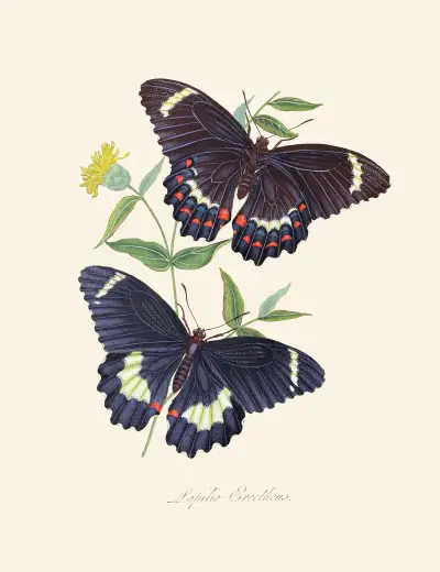 An epitome of the natural history of the insects of New Holland, New Zealand Pl.14 av Edward Donovan