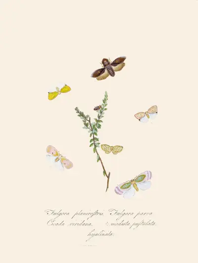 An epitome of the natural history of the insects of New Holland, New Zealand Pl.08 av Edward Donovan