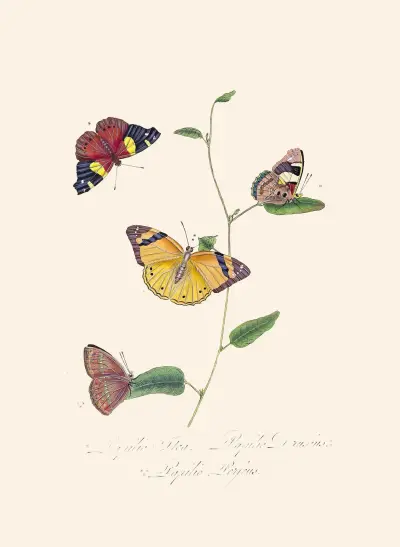 An epitome of the natural history of the insects of New Holland, New Zealand Pl.25 av Edward Donovan