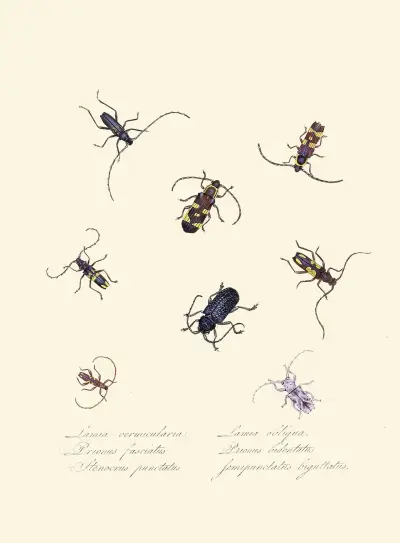 Ett sammandrag av naturhistorien för insekterna i Nya Holland, Nya Zeeland, plansch 05 av Edward Donovan