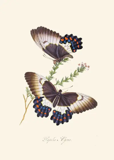An epitome of the natural history of the insects of New Holland, New Zealand Pl.13 av Edward Donovan