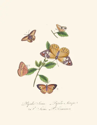 Ett sammandrag av naturalhistorien för insekter från Nya Holland, Nya Zeeland, pl. 27 av Edward Donovan