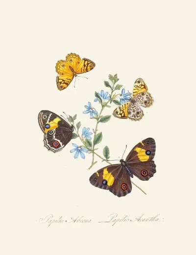 An epitome of the natural history of the insects of New Holland, New Zealand Pl.21 av Edward Donovan