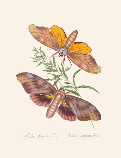 Ett sammandrag av naturalhistorien för insekterna i Nya Holland, Nya Zeeland, pl. 32 av Edward Donovan