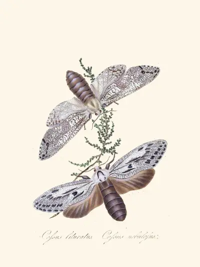 An epitome of the natural history of the insects of New Holland, New Zealand Pl.36 av Edward Donovan