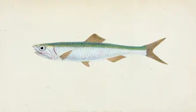 Anchovy, Clupea encrasicolus av Edward Donovan