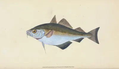 Bib, Gadus Luscus av Edward Donovan