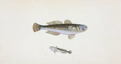 Svart smörbult, Gobius Niger av Edward Donovan