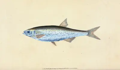 Bleak, Cyprinus Alburnus av Edward Donovan