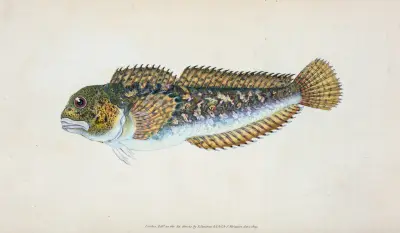 Blenny, smooth, Blennius Pholis av Edward Donovan