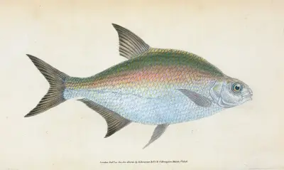 Bream, Cyprinus Brama av Edward Donovan