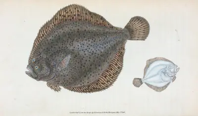 Brill, Pleuronectes Rhombus av Edward Donovan