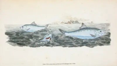 Clupea alosa, young, White Bait av Edward Donovan