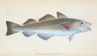Torsk, Gadus morhua av Edward Donovan