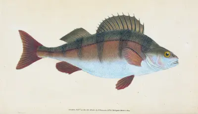 Flussbarsch, Perca fluviatilis von Edward Donovan