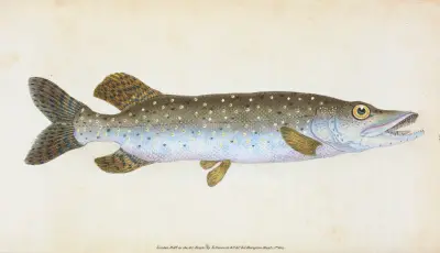 Common Pike, Esox Lucius av Edward Donovan