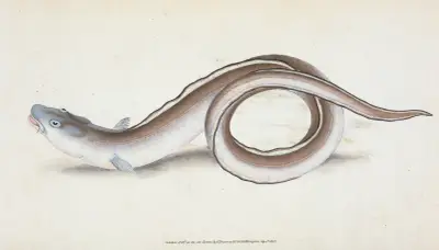 Conger Eel, Muræna Conger av Edward Donovan