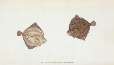 Cyclops Flounder, Pleuronectes Cyclops av Edward Donovan