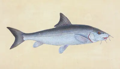 Cyprinus Barbus, Barbel av Edward Donovan