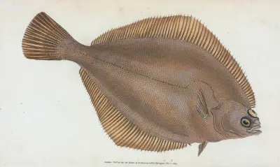 Dab, Pleuronectes limanda av Edward Donovan