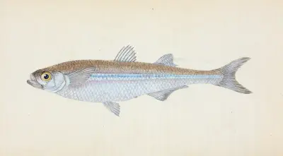 Europeisk atherina (Atherina hepsetus) av Edward Donovan