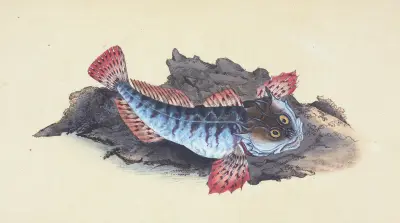 Father Lasher, or Sea Scorpion, Cottus Scorpius av Edward Donovan