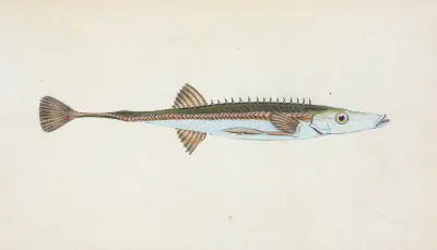 Fifteen-spined Stickleback, Gasterosteus spinachia av Edward Donovan