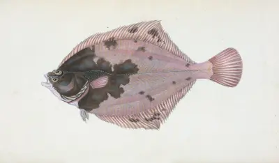 Flundra, Pleuronectes Flessus av Edward Donovan