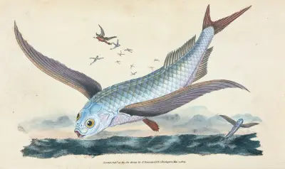 Flying-fish, Exocoetus Volitans av Edward Donovan