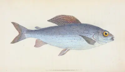 Äsche, Salmo Thymallus von Edward Donovan