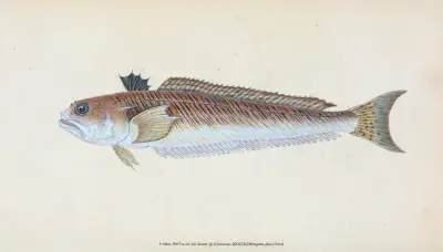 Stor fjärsing, Trachius Major av Edward Donovan