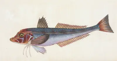 Grå knorrhane, Trigla gurnardus av Edward Donovan