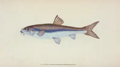 Gudgeon, Cyprinus Gobio av Edward Donovan