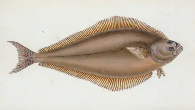 Heilbutt, Pleuronectes Hippoglossus von Edward Donovan