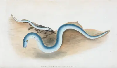 Menší mihule, Petromyzon fluviatilis, Edward Donovan