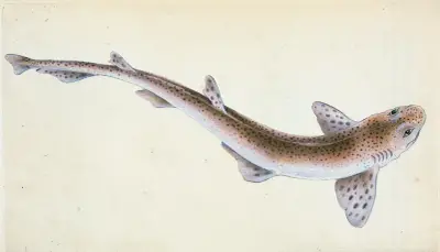 Lesser Spotted Dog-fish, Squalus Catulus av Edward Donovan