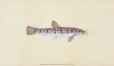 Loche, Cobitis Barbatula, Edward Donovan