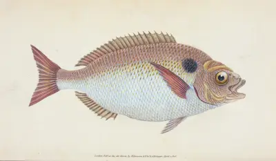 Lunulated Gilt-head, Sparus Aurata av Edward Donovan
