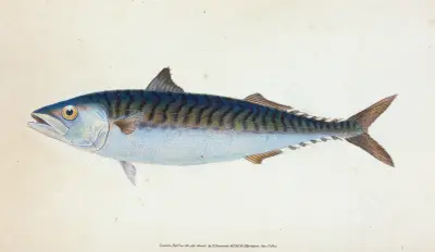 Makrill, Scomber Scomber av Edward Donovan
