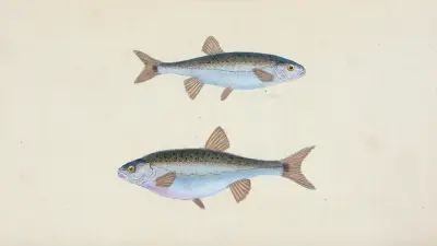 Minow, Cyprinus phoxinus av Edward Donovan
