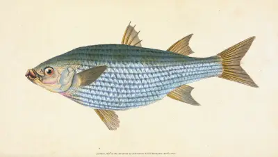 Mullet, Mugil Cephalus av Edward Donovan