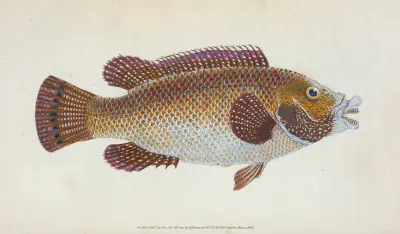 Old Wife Wrasse, Labrus Tinca von Edward Donovan