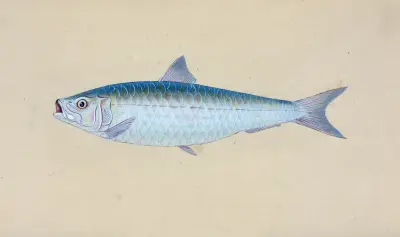 Pilchard, Clupea Pilcardus av Edward Donovan