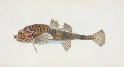 Pogge, Cottus Cataphractus av Edward Donovan