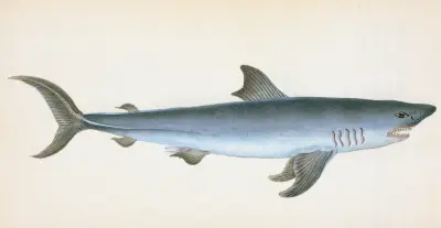 Porbeagle Shark, Squalus Cornubicus av Edward Donovan